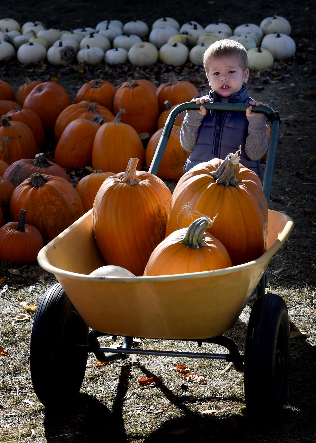 Swan's Pumpkin Farm